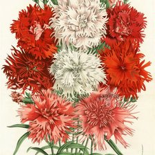 Схема вышивки «Гвоздики»