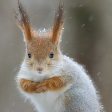 Схема вышивки «белка для инны»