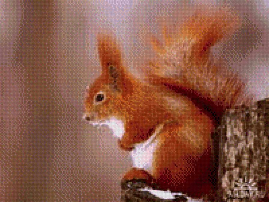 рыжая белка - предпросмотр