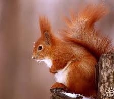 рыжая белка