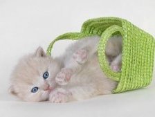 Схема вышивки «котик»