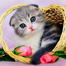 Схема вышивки «№640516»