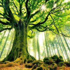 Схема вышивки «вековечный лес»