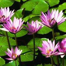 Схема вышивки «пано водяные лилии»