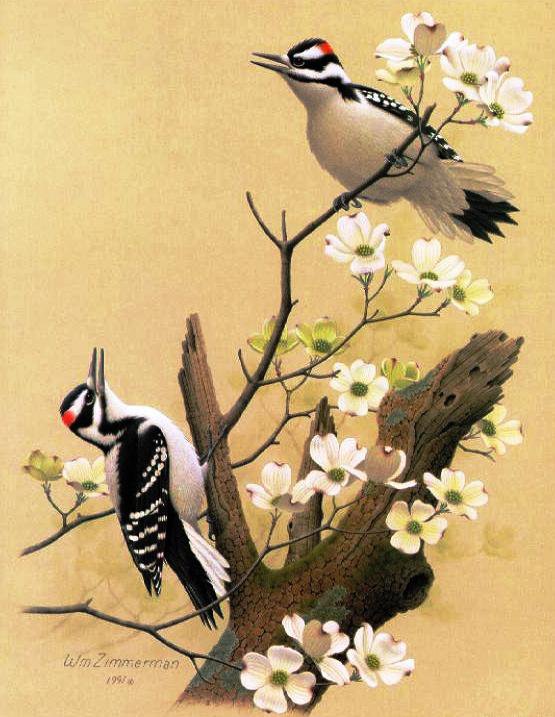 пано птицы - цветы, пано, картина, природа, птицы - оригинал