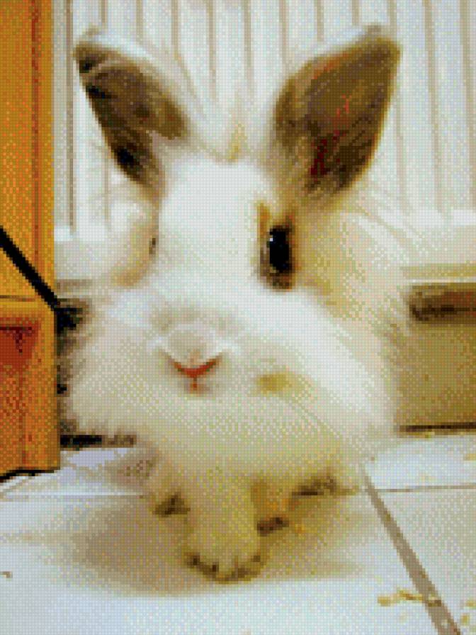 кролик - животное - предпросмотр