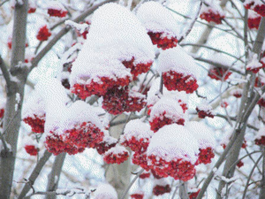 рябина под снегом - предпросмотр