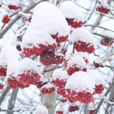 Схема вышивки «рябина под снегом»