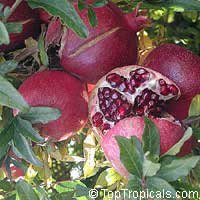 гранаты на дереве