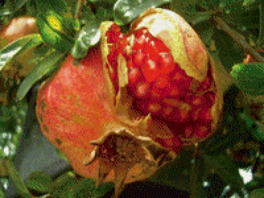 лопнувший гранат - гранат - предпросмотр