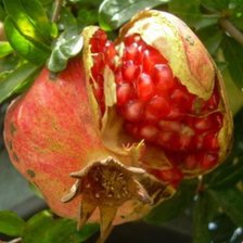 Схема вышивки «лопнувший гранат»