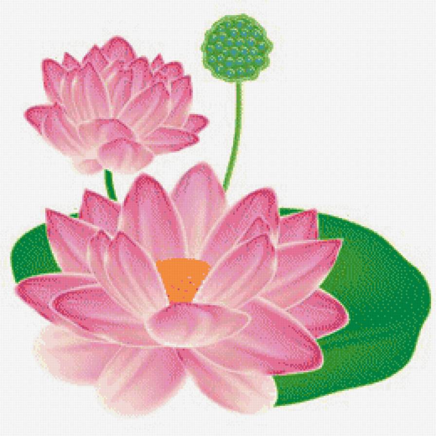 Лотос - цветы - предпросмотр