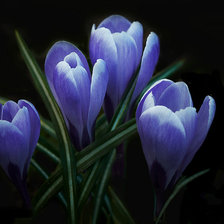 синие крокусы