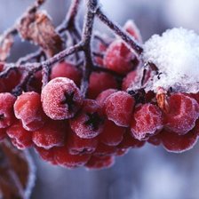 Схема вышивки «рябинушка»