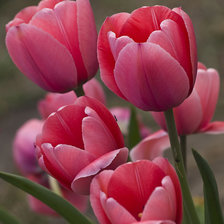 Схема вышивки «признание в любви»