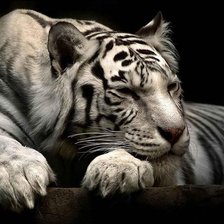 Схема вышивки «Tiger»