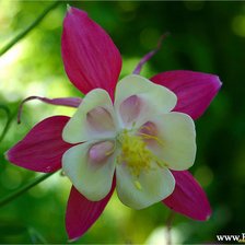 Схема вышивки «цветок»