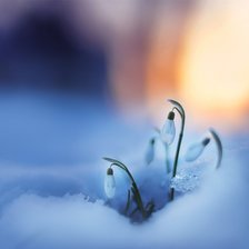 подснежники