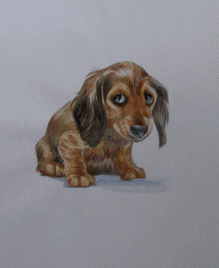 Грустный щенок - собаки, животные - предпросмотр