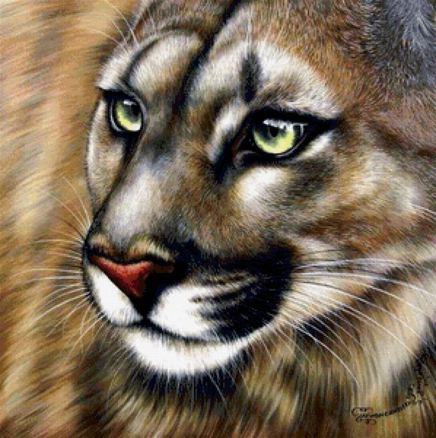 пума - предпросмотр