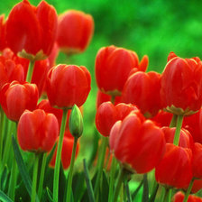 Схема вышивки «тюльпаны»