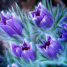 Схема вышивки «Магия синего»