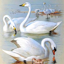 Схема вышивки «Лебеди»