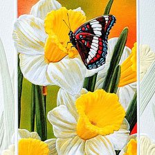 Схема вышивки «Нарциссы»