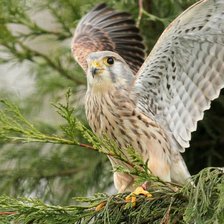 Схема вышивки «№642105»