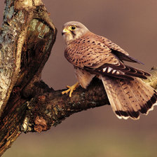 Схема вышивки «№642107»