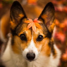 Схема вышивки «серия ,,животные"»