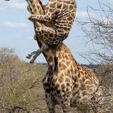 Схема вышивки «серия ,,животные"»