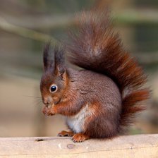 Схема вышивки «серия ,,животные"»