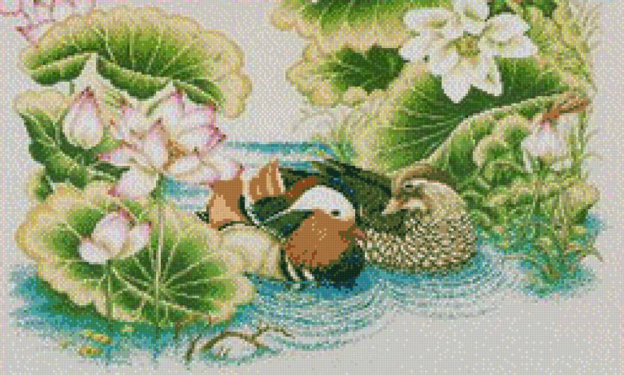 утки - предпросмотр