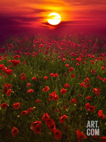 Маковый закат. - маки, поле, закат, пейзаж, солнце - оригинал