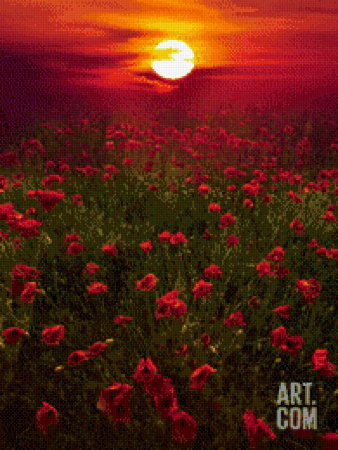 Маковый закат. - солнце, закат, поле, пейзаж, маки - предпросмотр