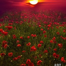 Схема вышивки «Маковый закат.»