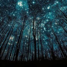 Схема вышивки «Ночной лес.»