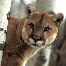 Схема вышивки «№642509»