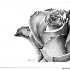 Схема вышивки «Роза»