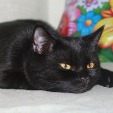 Схема вышивки «кот»