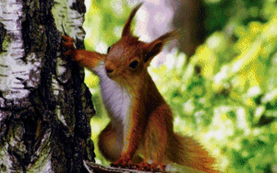 №642814 - природа, животные, белка, лес, березы, дерево - предпросмотр