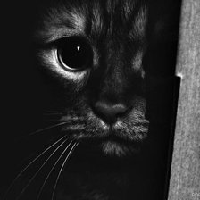 Схема вышивки «Кот»