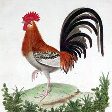 Схема вышивки «петушок»