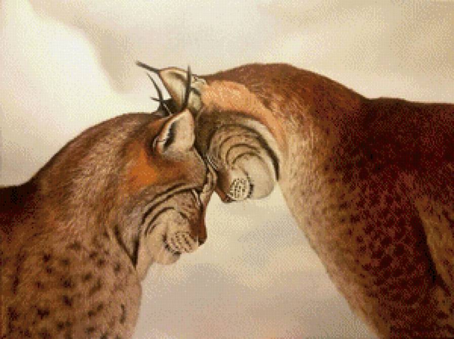 рыси - кошки рыси любовь - предпросмотр