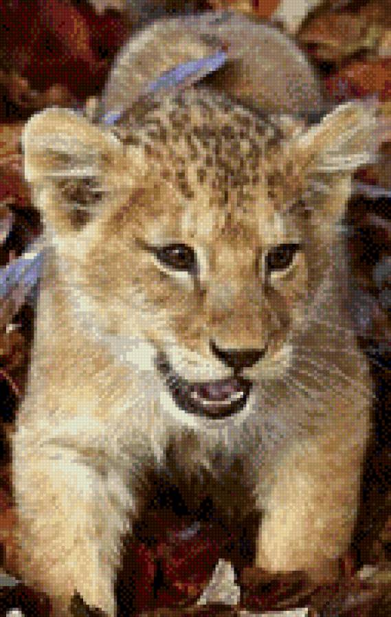 Львенок - львенок - предпросмотр