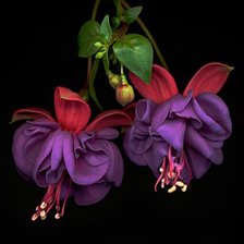 Схема вышивки «Фуксия на чёрном»