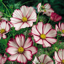 Схема вышивки «Космеи»