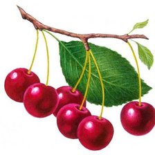 Схема вышивки «Вишенки»