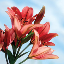 Схема вышивки «Лилии»